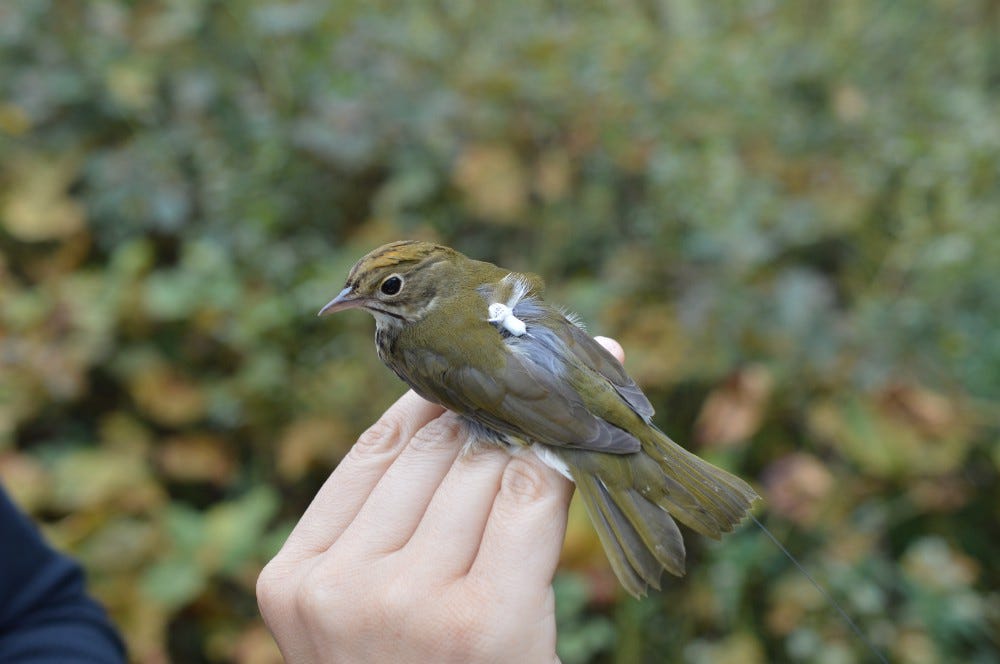 A small olive-green bird perched on a hand