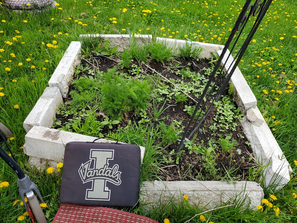 A square raised garden bed made of long white concrete bricks, one of which has fallen over, filled with dirt and weeds. A tall dark metal garden trellis stands in the lower right corner. A cushion with a large “I” and the word Vandals across it leans against the bed.A corner of a rollator mobility device is in the lower left corner of the photo. The garden bed is surrounded by uncut green grass filled with bright yellow dandelions.