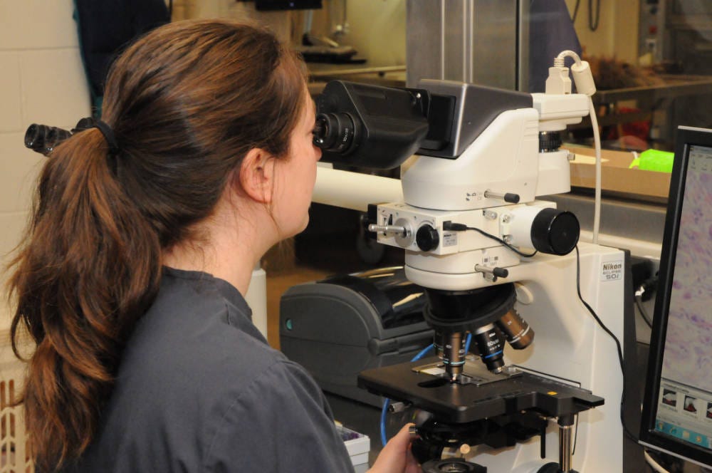Dr. Rebecca Kagan examining tissues under the microscope in the Ashland Forensics Lab. Photo Credit: Brett Billings/USFWS