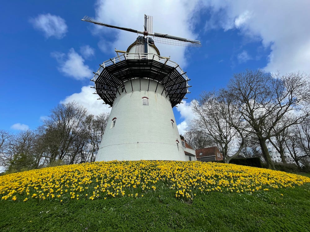 A white, classic Dutch windmill under a blue, semi-cloudy sky. Beneath the windmill is a field covered in yellow daffodils.