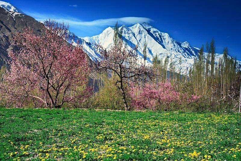 Hunza Cherry Blossom-https://hunzaadventuretours.com/tour/hunza-valley-cherry-blossom-tour/