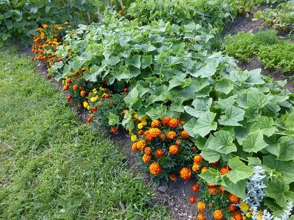Vegetables and ornamental plants