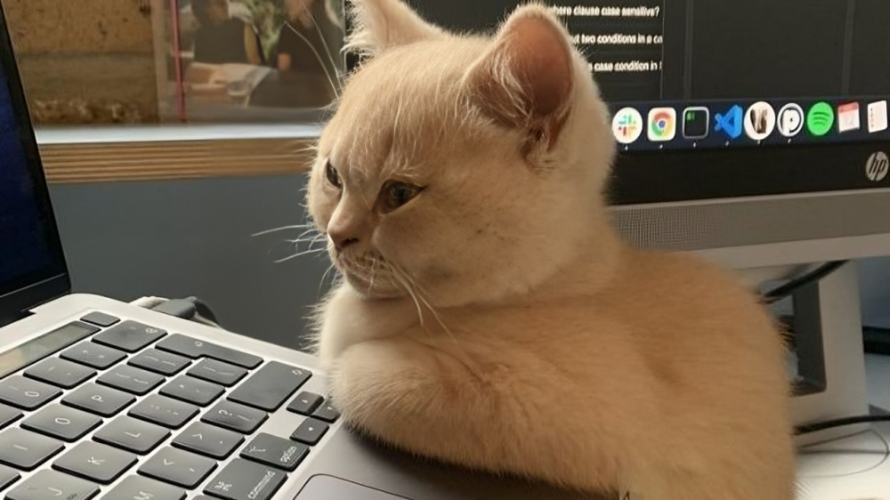 A cat sitting on top of a laptop computer keyboard.