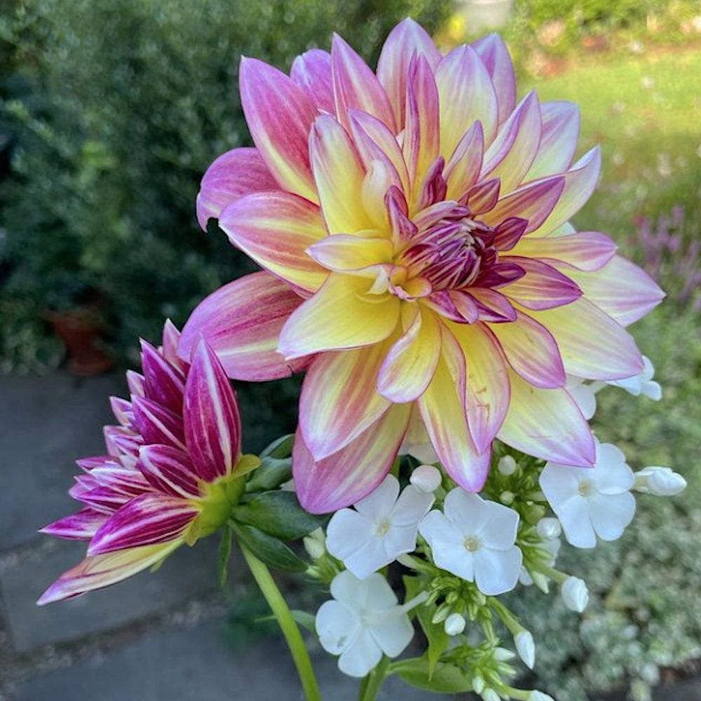 Photo of a Dahlia planted by Scott Zimmer of Zimmer Gardens