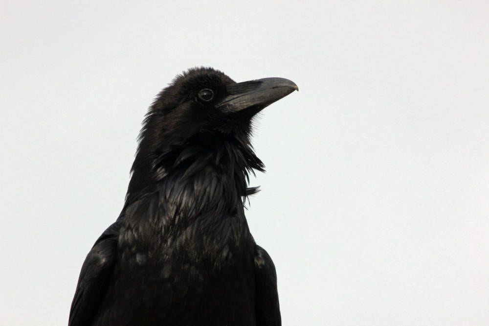 Body and head of a raven, looking up and to the right