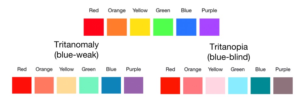 Blue-yellow color blindness is simulated on the colors red, orange, yellow, green, blue, and purple: red, orange, and yellow look like different hues of red, and green and blue look turquoise, and purple looks like grey.