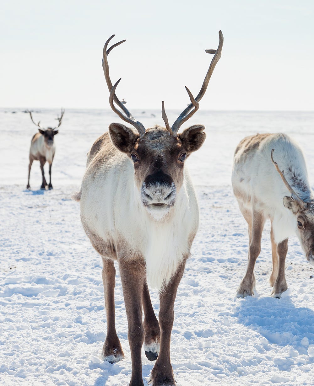 Reindeer in the snow.