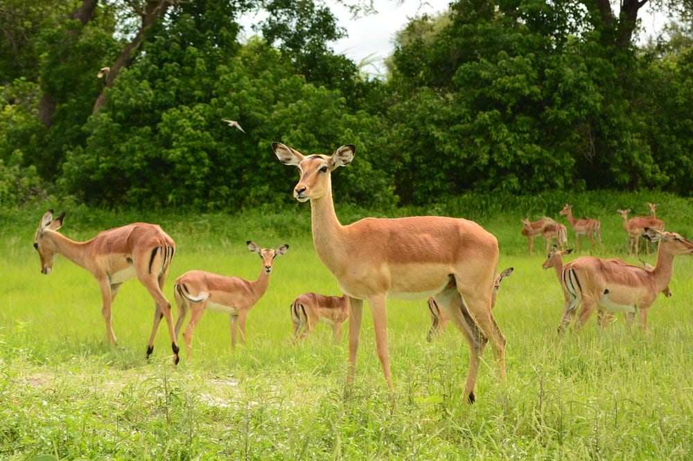 Stuck With Wild Animals TreadedTravels Medium