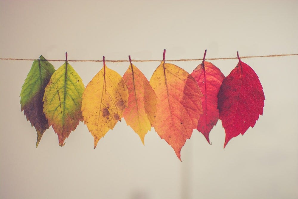 Leaves arrayed to a spectrum of green to red are hung from a line