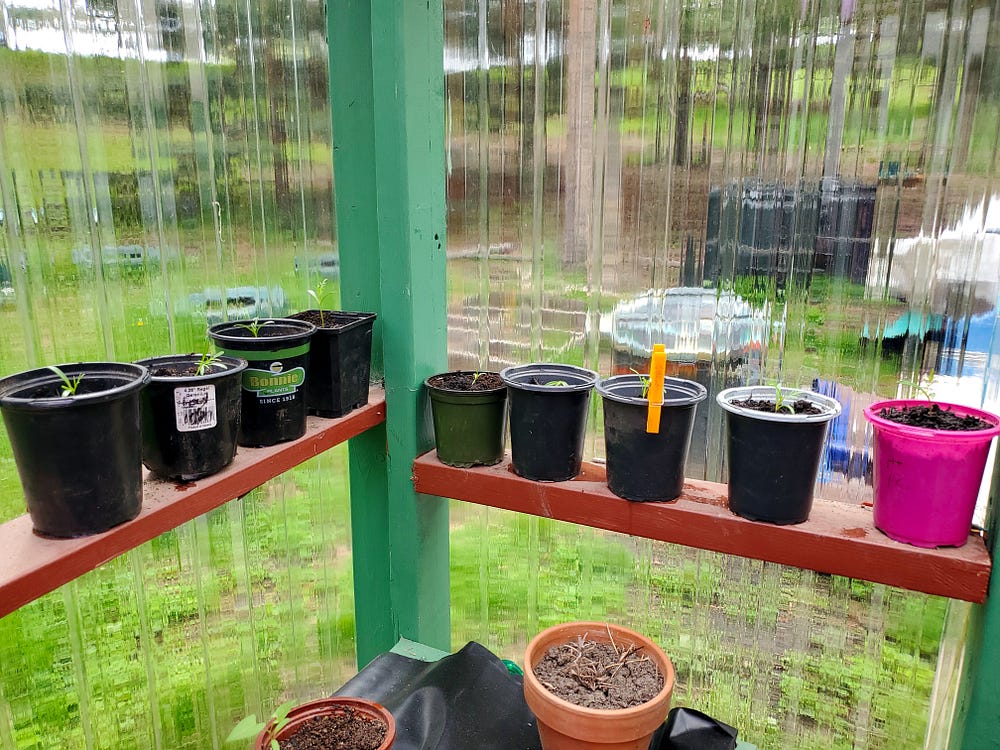 Nine small pots filled with potting soil and one seedling each on the horizontal supports on the inside of a greenhouse. One pot has an orange clothespin clipped to it.