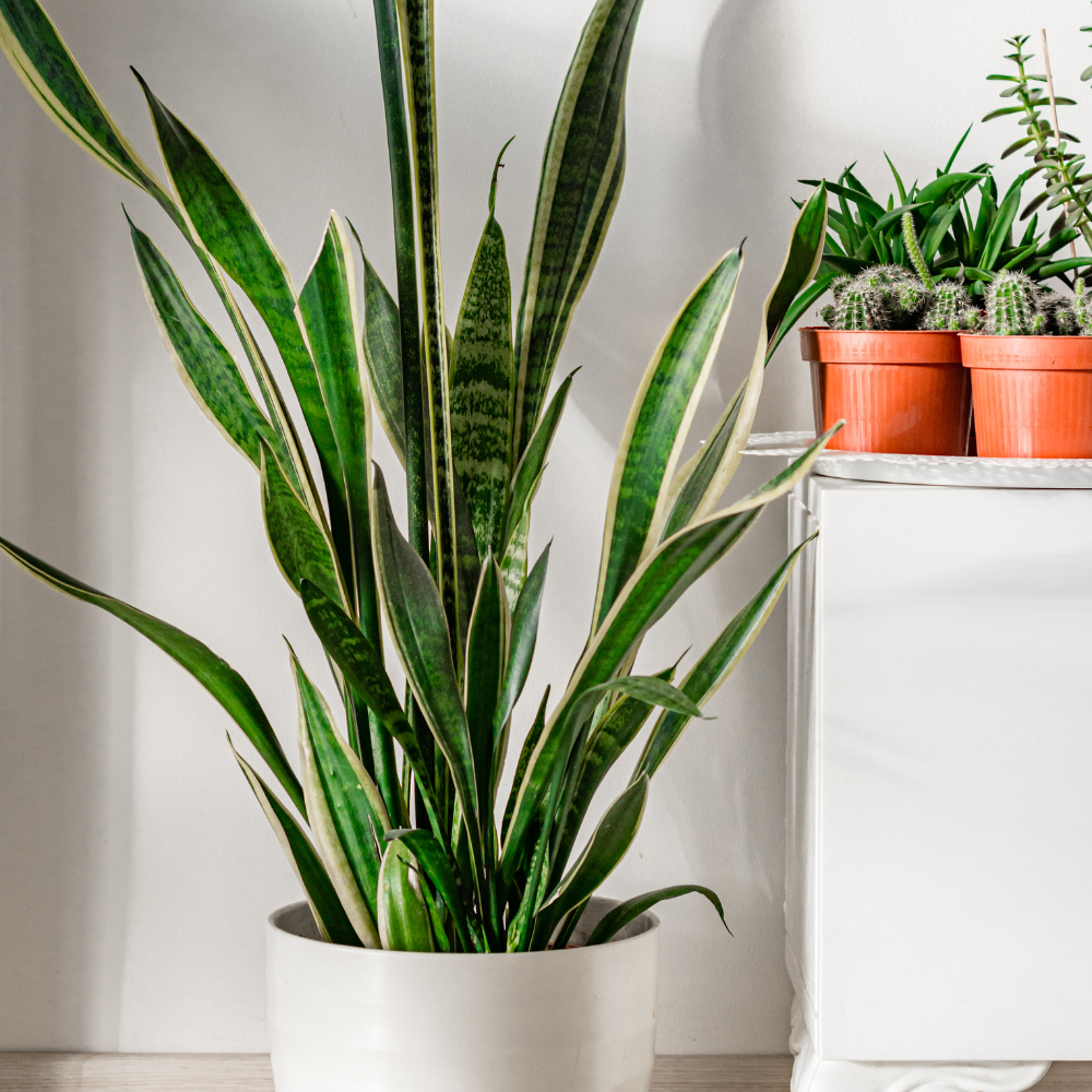 Snake plant with tall, upright green leaves with yellow edges in a white pot, placed next to other potted plants.
