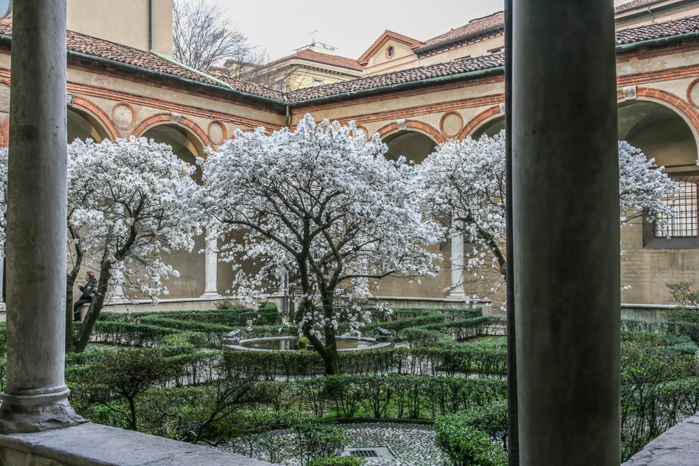 Several white flowering trees in the courtyard of Santa Maria delle Grazie with two gray columns prominent in the foreground.