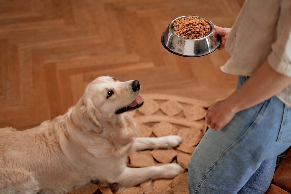 alt=”A selection of the best canned dog foods for senior dogs”