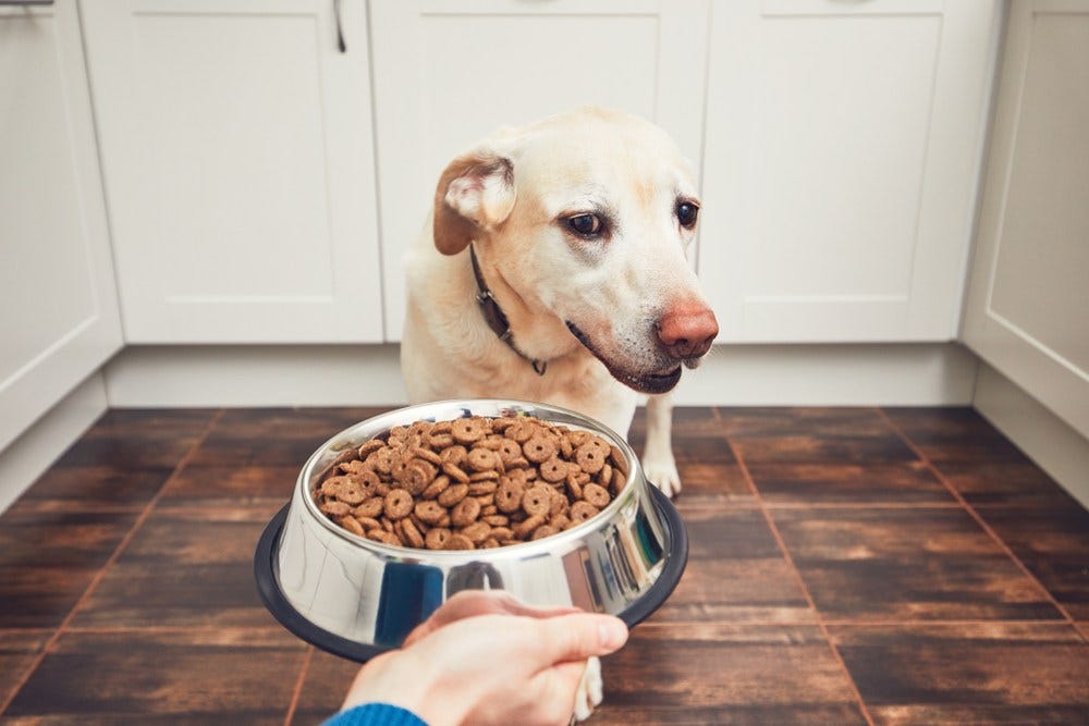 alt=”the reasons why Kinetic Dog Food is ideal for active dogs”