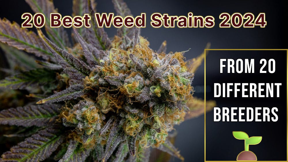 20 best weed strains 2024 cover image