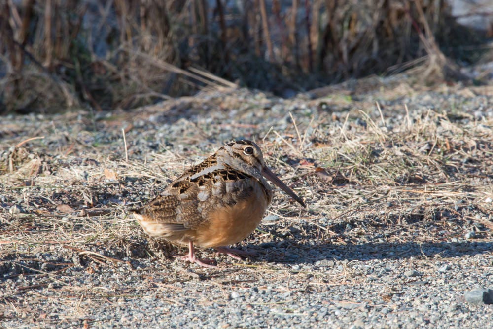 Stocky brown bird with a long beak on the ground