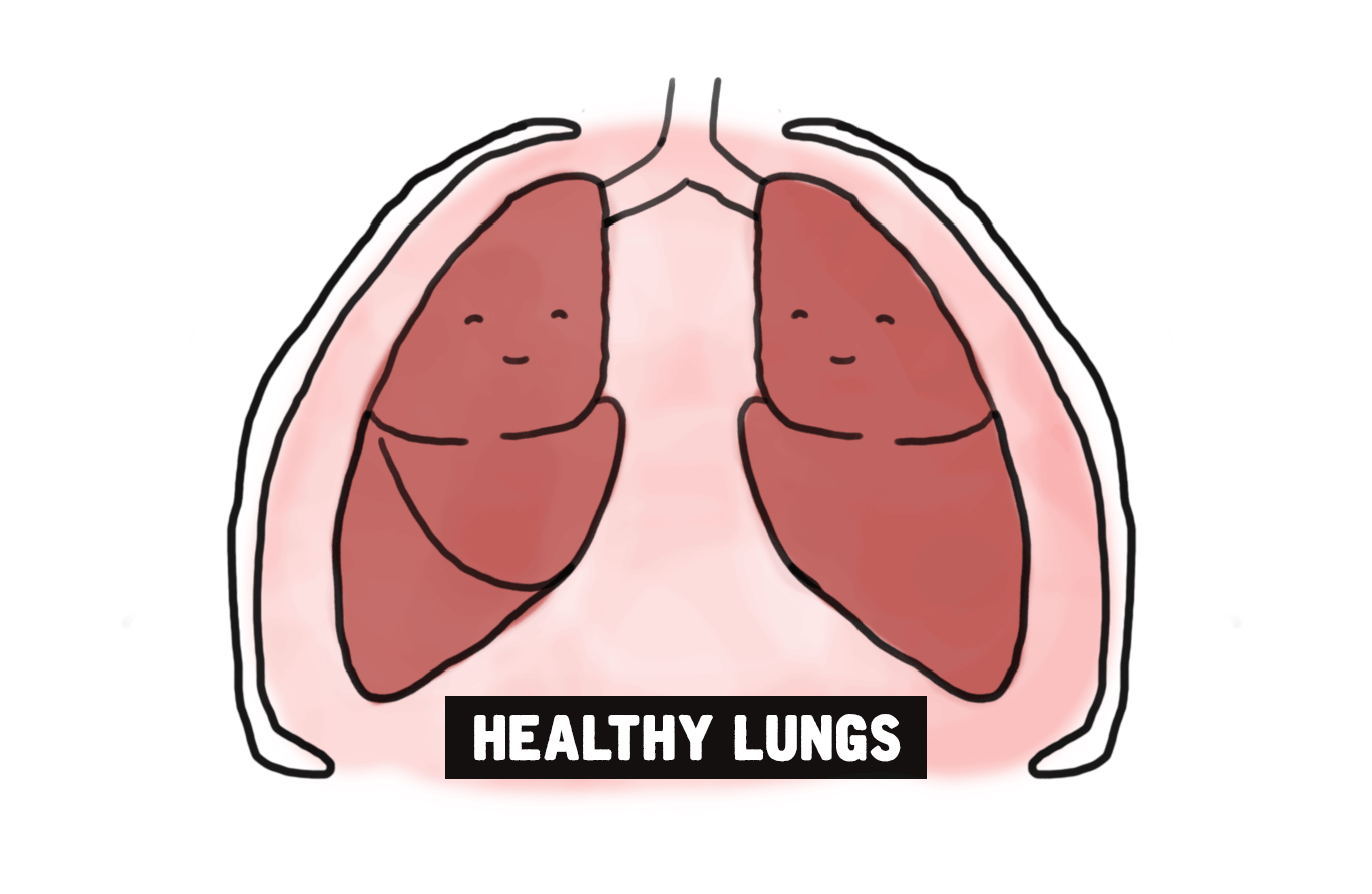 des poumons en bonne santé