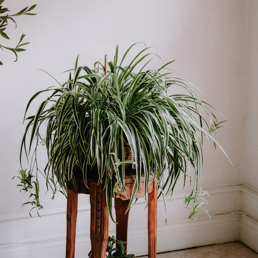 Spider plant with long, arching green leaves with white stripes, placed in a wooden stand.