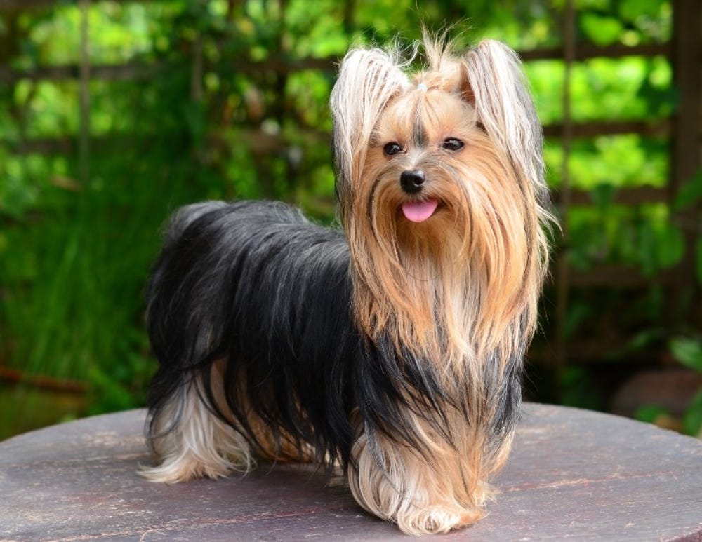 Yorkshire Terrier