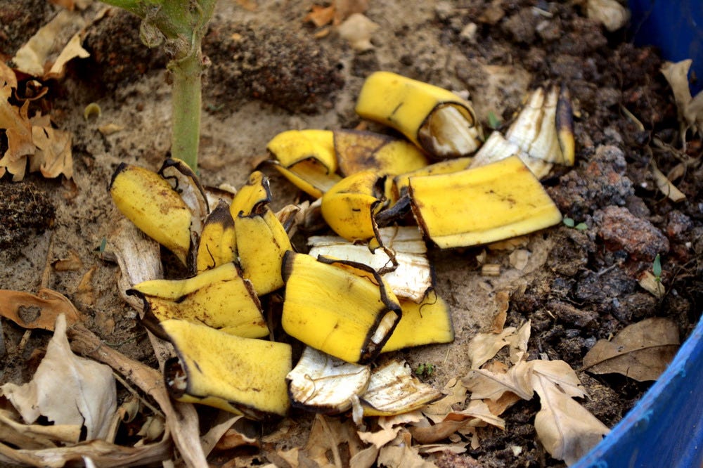 Decomposition of banana peels in the soil