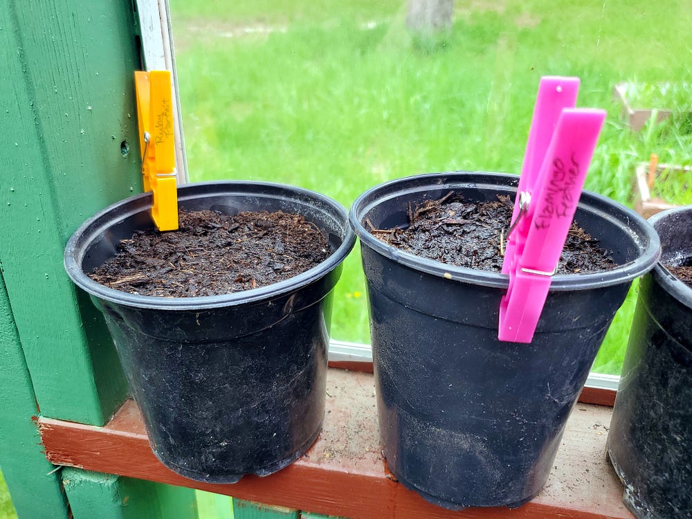 Two round seed pots with potting soil on a shelf by the window with clothespins clipped to each one. The orange clothespin has the words Ruby Parfait written on it and the pink clothespin has Flamingo feather written on it.