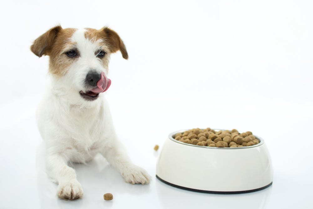 alt=”Showtime Dog Food Review: Comprehensive Insights”