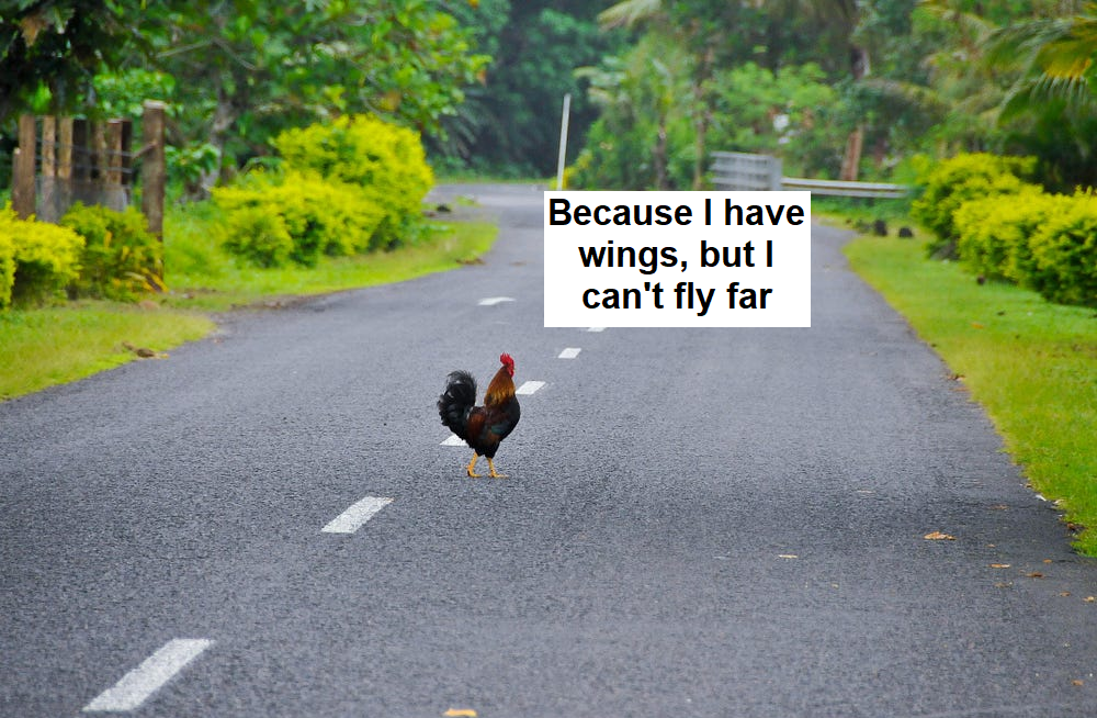 rooster crossing the road. caption: because i have wings, but i can’t fly far