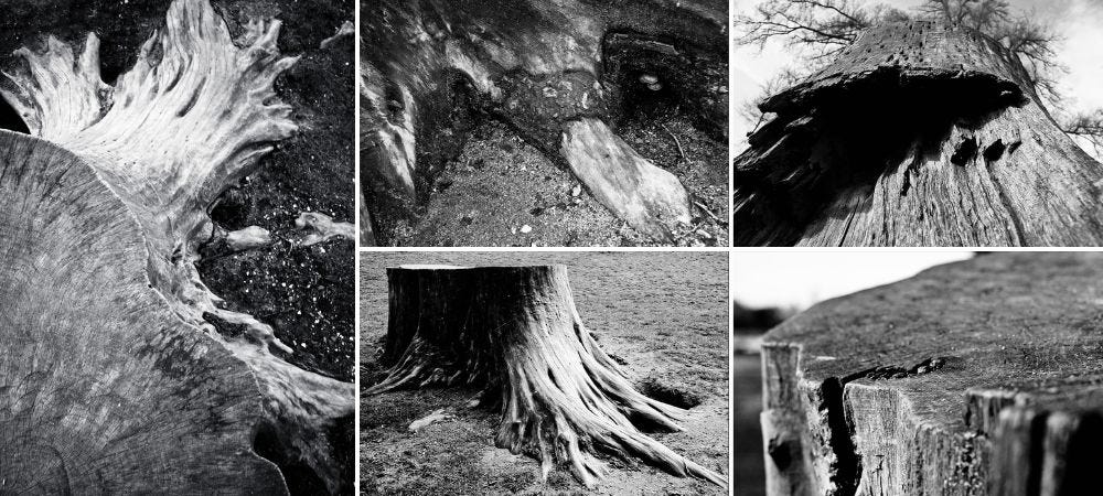 A montage of 5 different images of the same tree stump