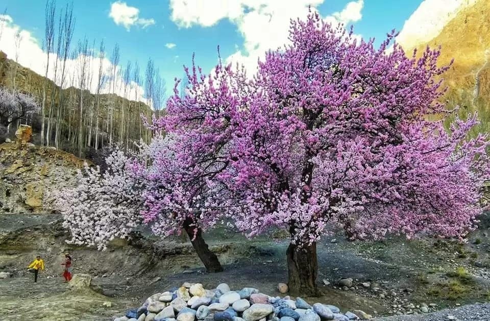 Hunza Blossom Tour-http://www.hunzaadventuretours.com.pk/blossom_tour_to_hunza_valley.html