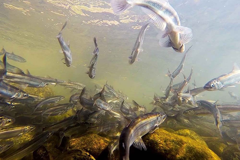 underwater photo of fish migrating upstream