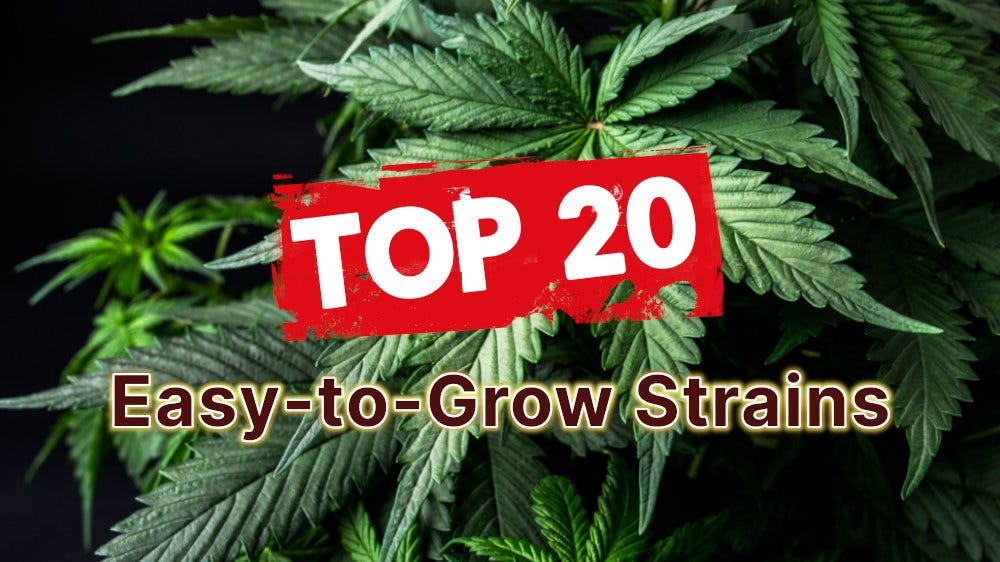 top 20 best strains for beginners: easy-to-grow seeds guide