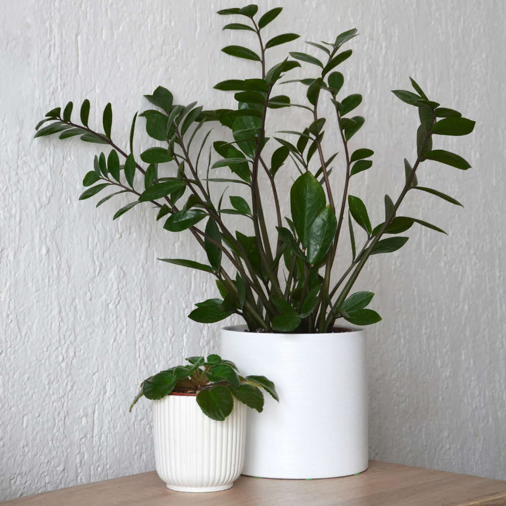 ZZ plant with glossy, dark green leaves in a white pot, placed on a wooden surface.