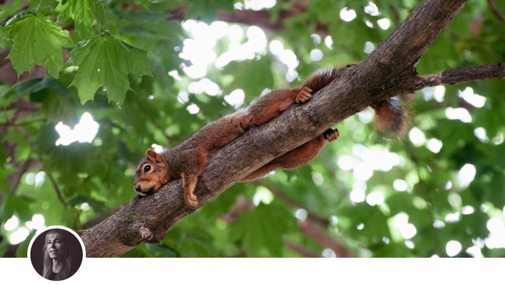 Image of a squirrel lounging on a tree branch