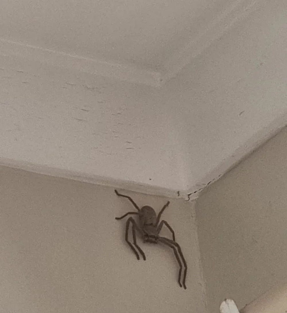 A large brown huntsman spider on the wall of a laundry in a house