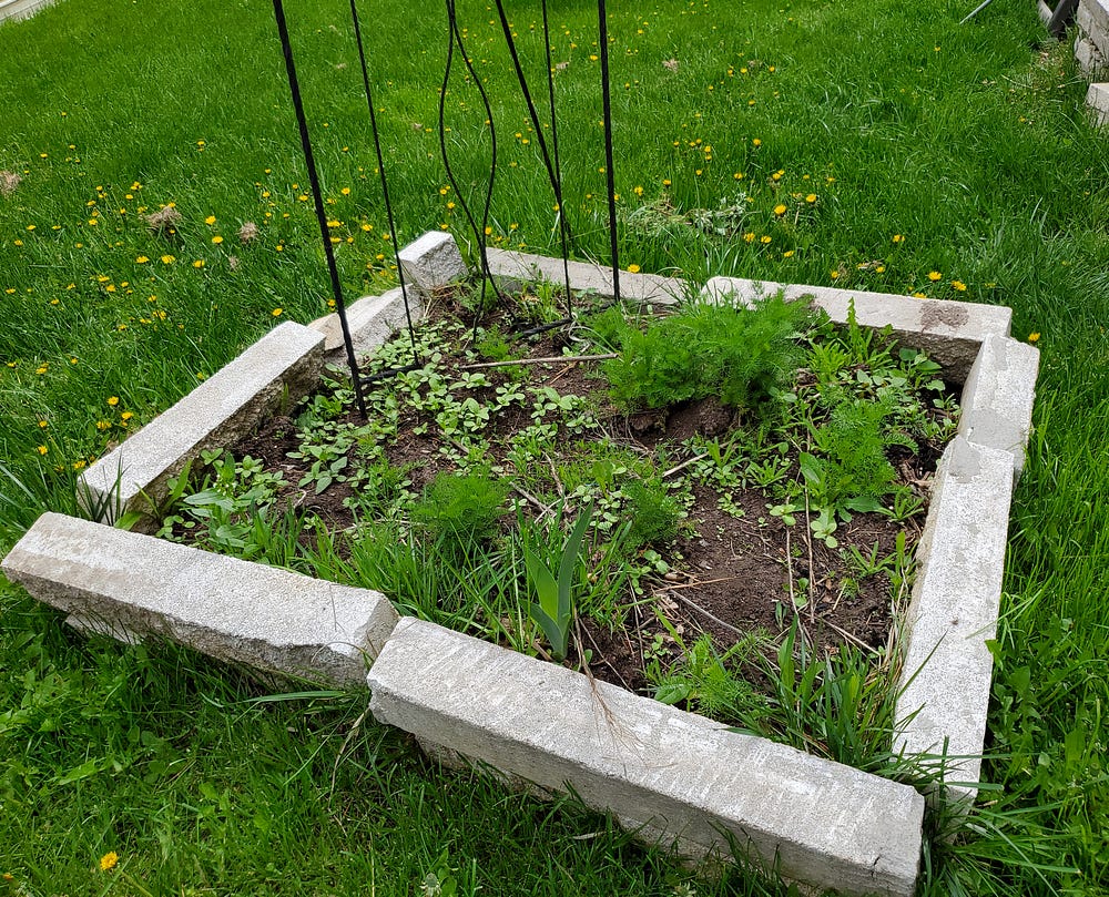 Square raised flower bed made from long white concrete bricks stacked up that are falling away from the soil that has weeds and sunflower seedlings growing it is and a tall metal garden trellis across the corner on the upper left of the bed.