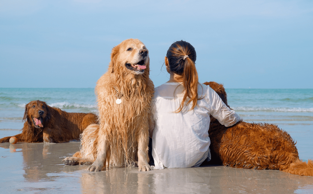 A person sitting on a beach with two golden retrievers, one looking at the camera while the other lies in the background, combating loneliness.