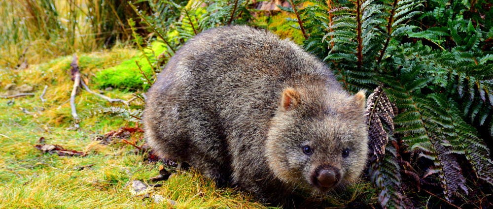 A wombat relaxes in a grassy habitat