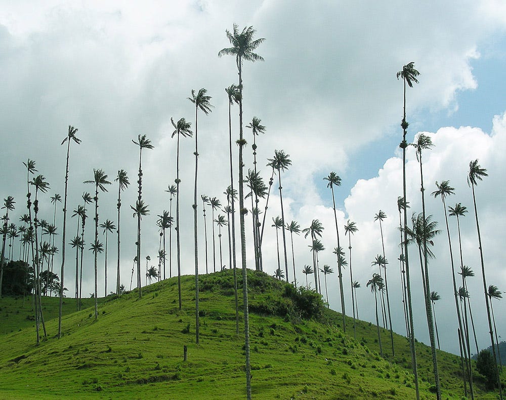 Google Earth and Earth Engine - Medium - 30x30 in Motion: Mapping, Monitoring, and Protecting Latin American Biodiversity