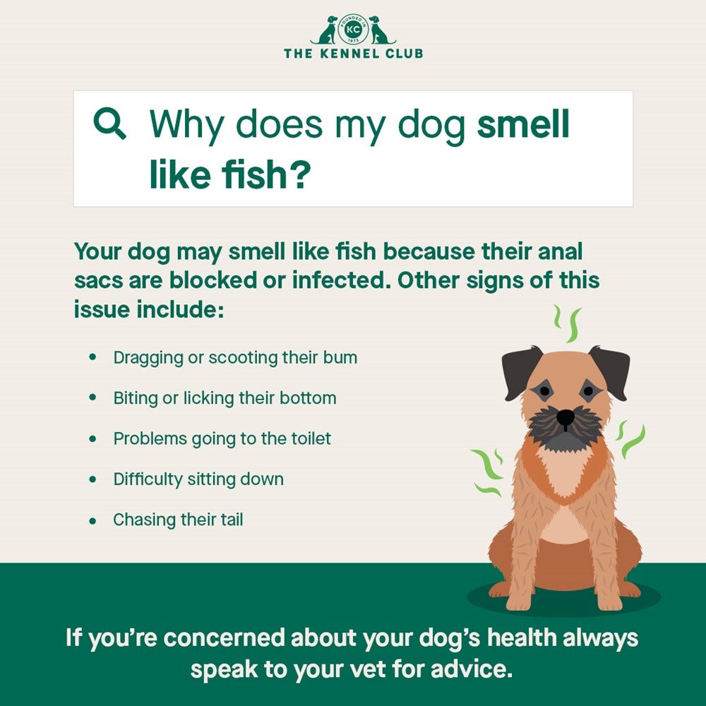 Info graphic explaining the signs of anal gland impaction in dogs