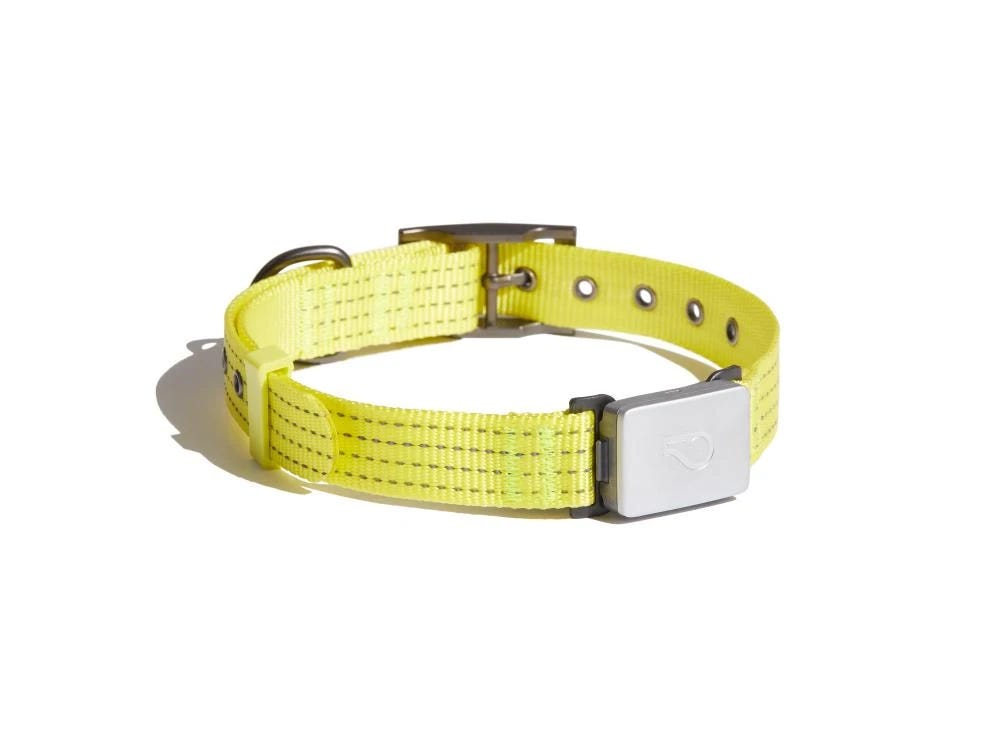 Photo of Whistle Switch — an interactive collar for pets.