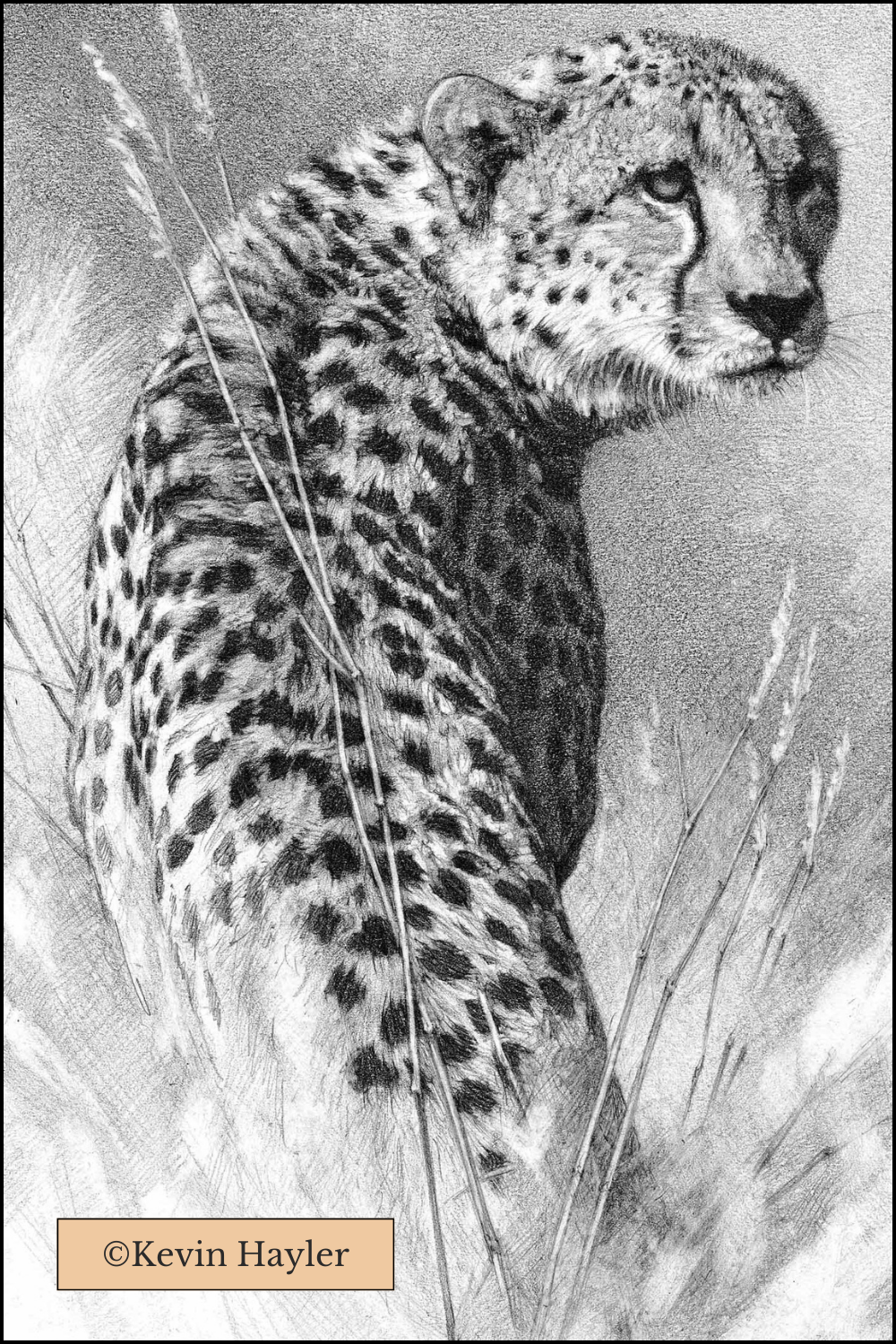 A realistic pencil drawing of a cheetah by Kevin Hayler