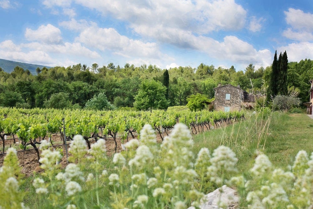 A flowering vineyard with a bright blue sky filled with fluffy clouds.