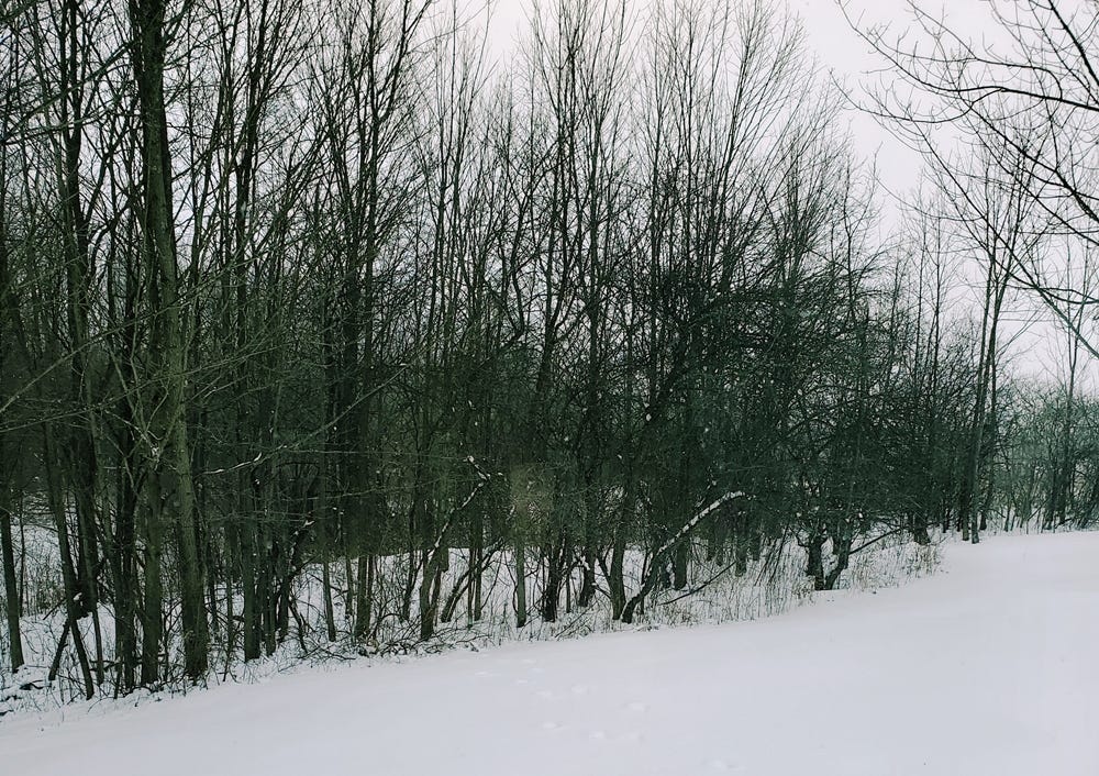 Central NY in January, a view from my parents’ house