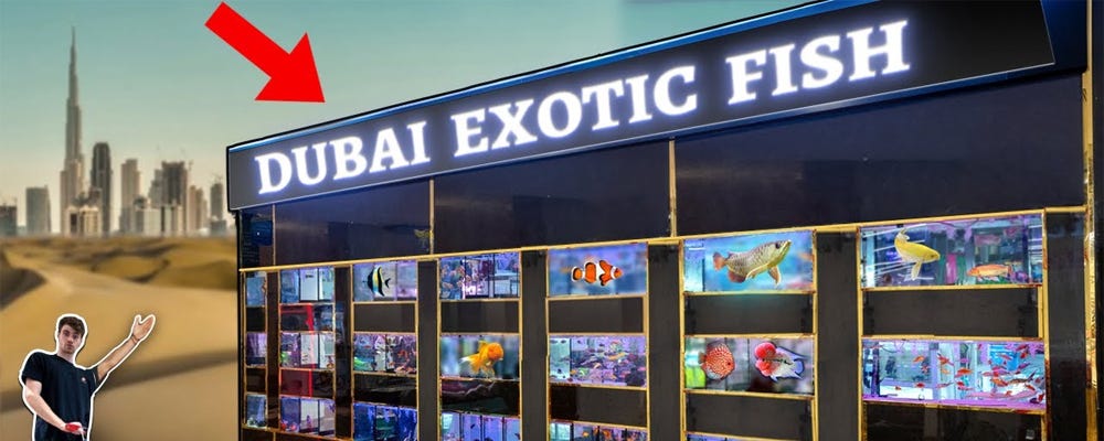 Best aquarium maintenance in UAE