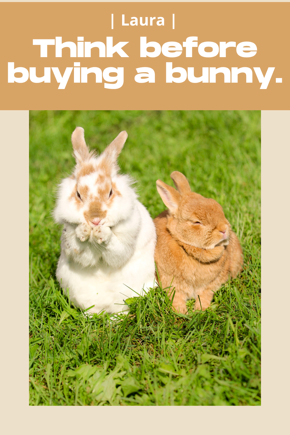 Blog post over what do I need to know before buying a bunny medium.