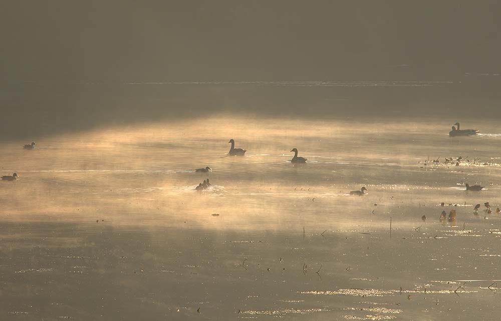 Waterfowl are silhouetted in the morning fog at John Heinz National Wildlife Refuge at Tinicum. Lamar Gore/USFWS