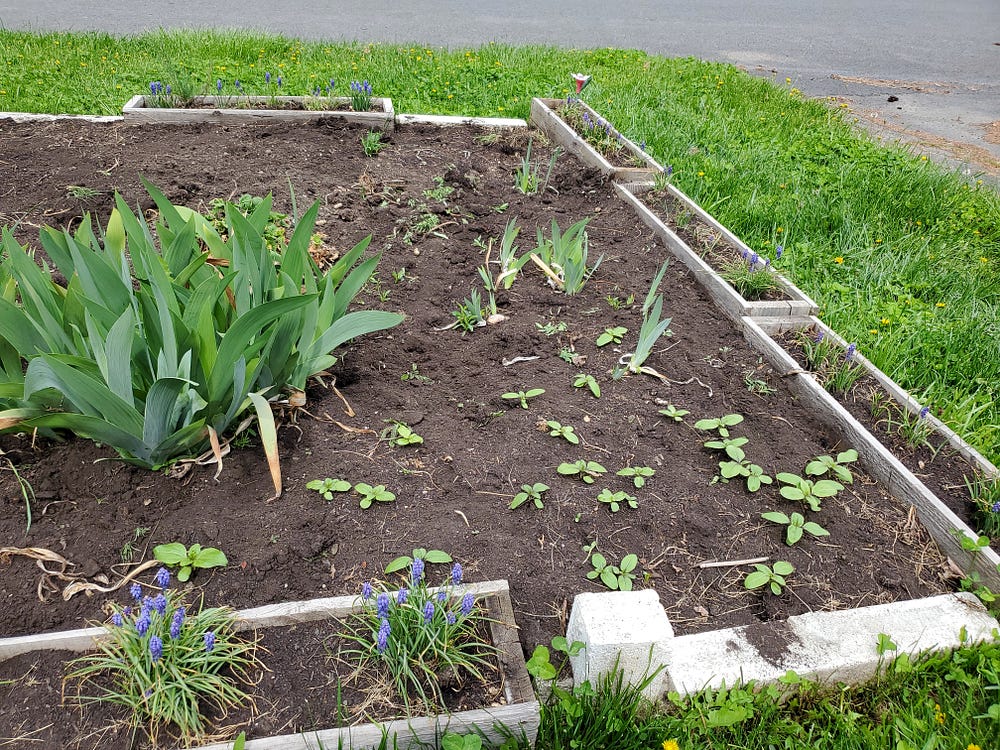 Raised flower bed made from white concrete bricks and long flower boxes with rises in the center and scattered about, with one corner with small sunflower seedlings. The flower boxes are planted with Grape Hyacinth flowwers.