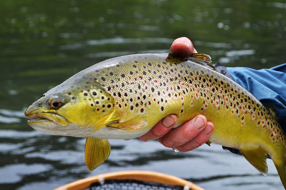 Brown Trout