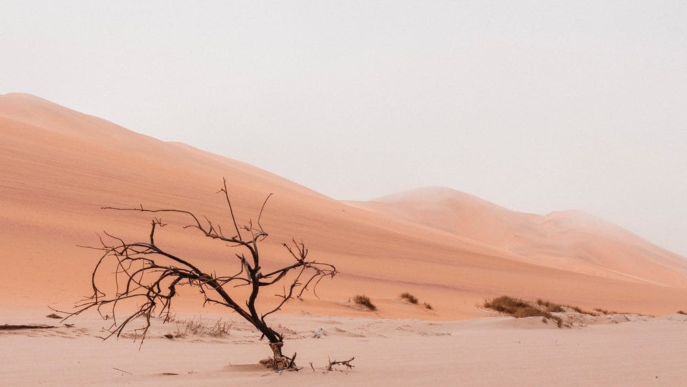 Foto mostra deserto arenoso, com montanhas ao fundo, e uma árvore seca em primeiro plano, como sinal da crise climática