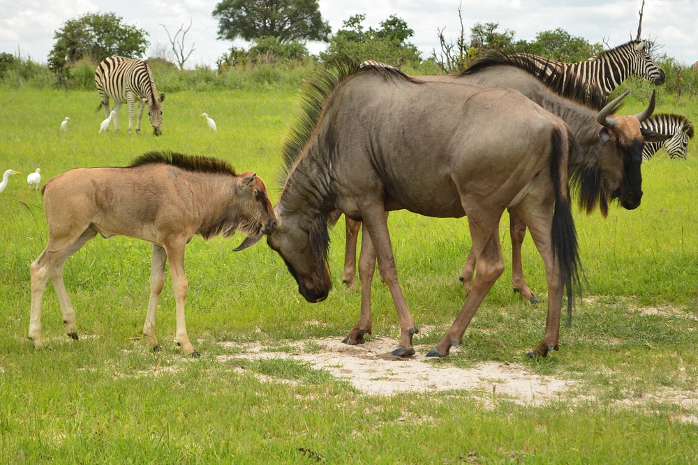 Stuck With Wild Animals TreadedTravels Medium stuck-with-wild-animals-treadedtravels-medium